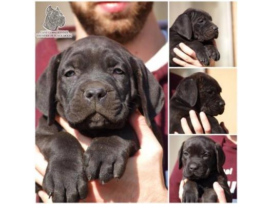 Stenci Cane Corso odlicnog kvaliteta